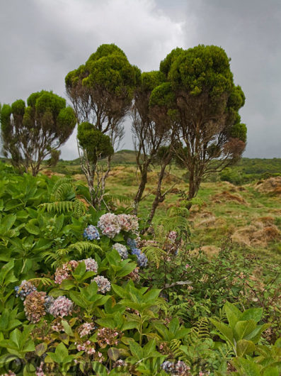 blühendes Insel-Inneres auf Pico