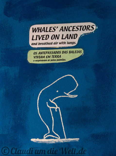 Malcolm Clarkes Walmsuem in Sao Joao do Pico