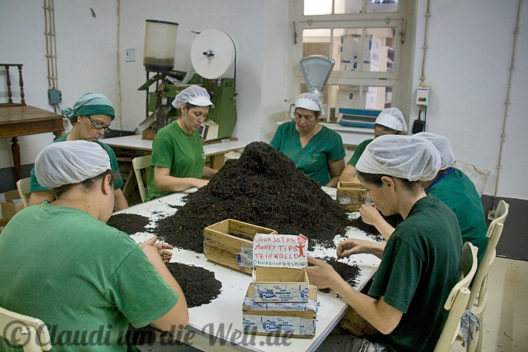 Frauen sortieren Tee in der Fabrik von Chá Gorreana