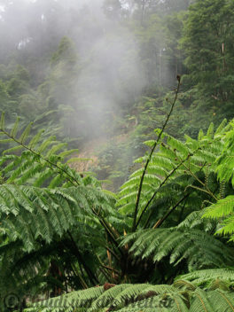 Urwald im Caldeira Velha