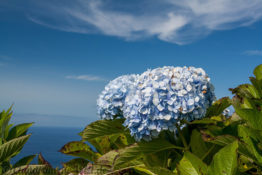 Hortensien sind die Nationalblumen der Azoren