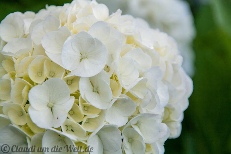 Weiße Hortensie