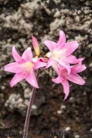 Belladonnas blühen in den Straßengräben im September