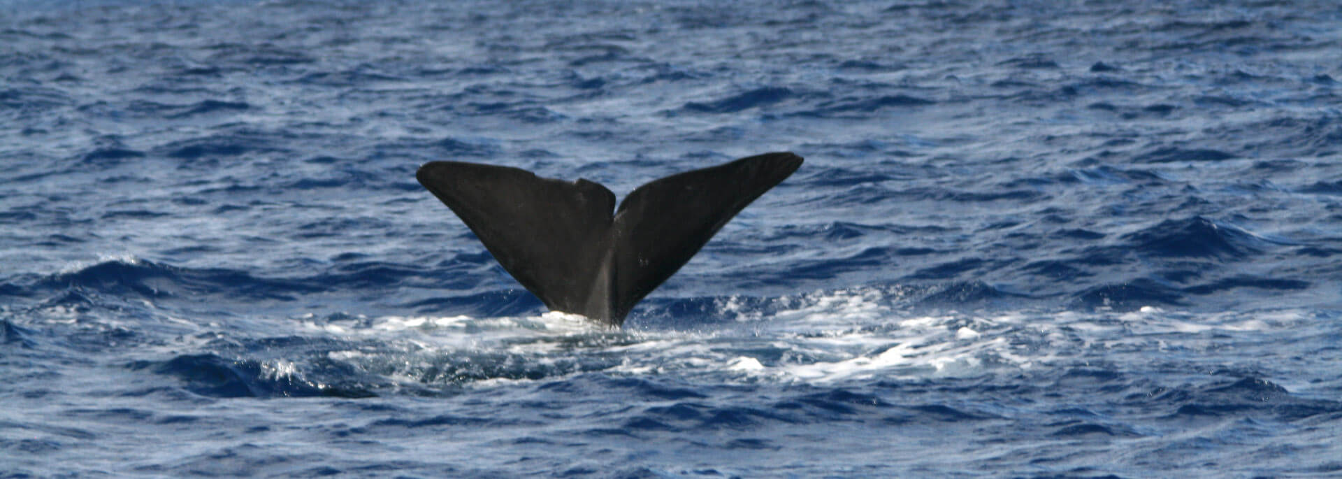 Wie ich vor den Azoren den Walen nachjagdte