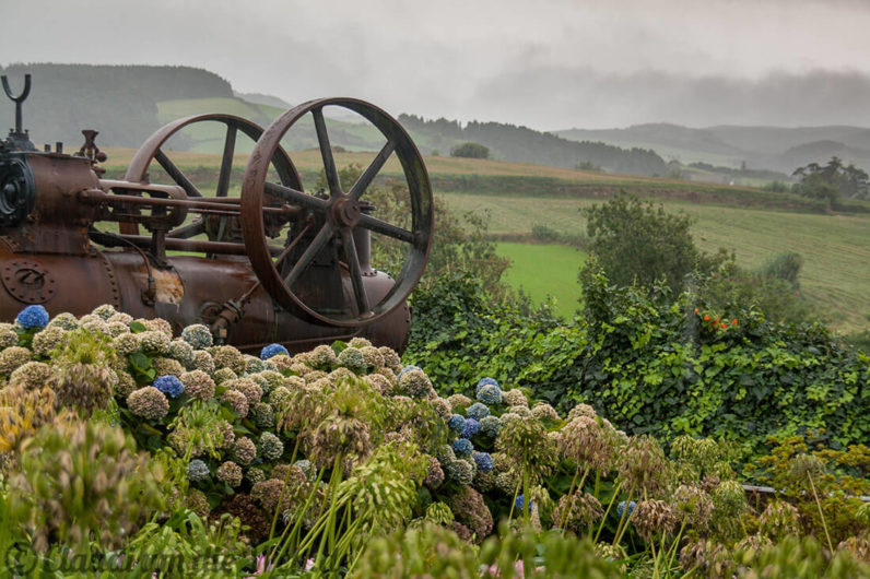 Teeplantage von Chá Gorreana auf Sao Miguel