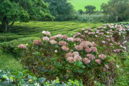 Teeplantage von Chá Gorreana auf Sao Miguel