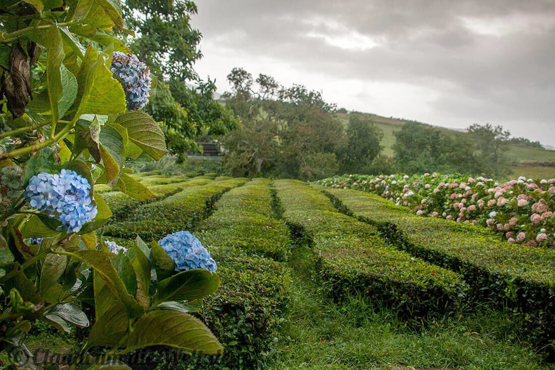 Sao Miguel - Fotos von der Azoren-Insel