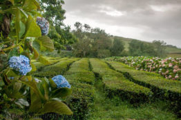 Teeplantage von Chá Gorreana auf Sao Miguel
