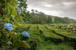 Teeplantage von Chá Gorreana auf Sao Miguel