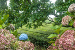 Teeplantage von Chá Gorreana auf Sao Miguel