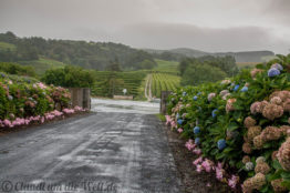 Teeplantage von Chá Gorreana auf Sao Miguel