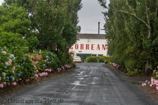 Teeplantage von Chá Gorreana auf Sao Miguel