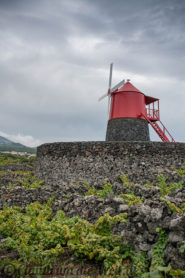 Windmühle im Weinberg