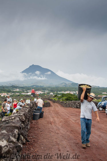 Auf Pico wird Wein geerntet