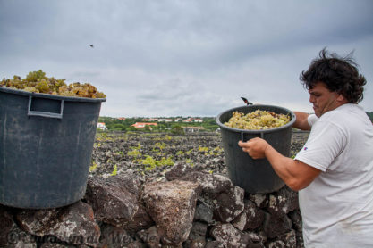 Azoren bauen seit 300 Jahren Wein an