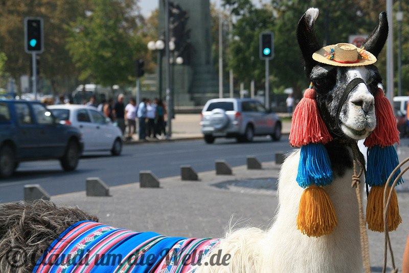 Lama in Santiago