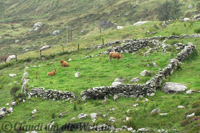 ? Was Charlie Chaplin mit dem Ring of Kerry zu tun hat