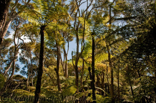 Neuseeland_Nordinsel_0310_1