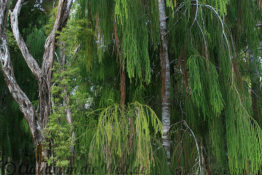 Neuseeland_Nordinsel_0624