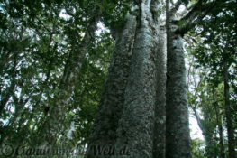 Neuseeland_Nordinsel_0666_1