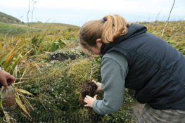 Neuseeland_Nordinsel_0705