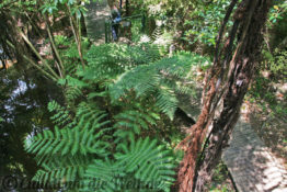 Neuseeland_Nordinsel_1289_1