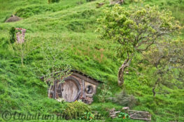 Neuseeland_Nordinsel_1831_1