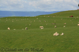 Neuseeland_Nordinsel_1944_1