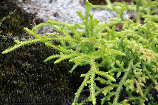 Neuseeland_Nordinsel_4151