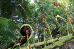 Neuseeland_Nordinsel_4626