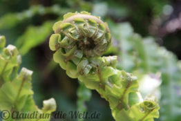 Neuseeland_Nordinsel_4633