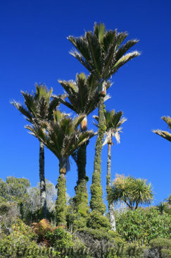 Neuseeland_Suedinsel_5064