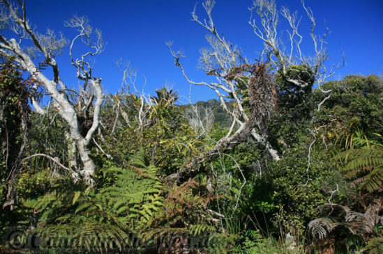 Neuseeland_Suedinsel_5168