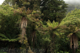 Neuseeland_Suedinsel_5859