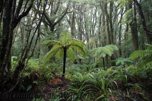 Neuseeland_Suedinsel_6306