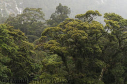 Neuseeland_Suedinsel_6313