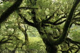 Neuseeland_Suedinsel_6450