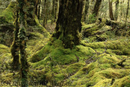 Neuseeland_Suedinsel_6466