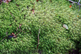 Neuseeland_Suedinsel_6517