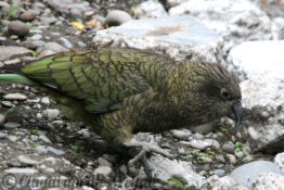 Neuseeland_Suedinsel_8213