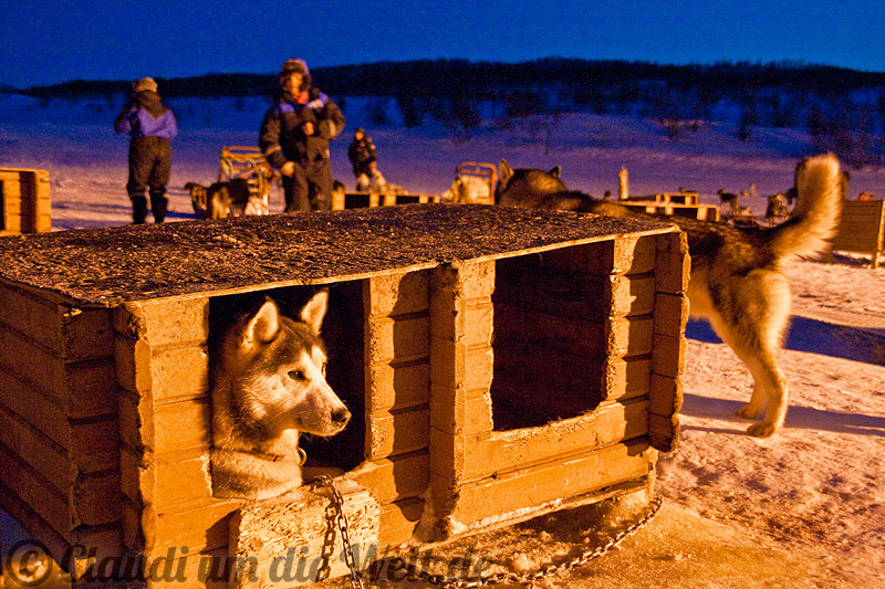Norwegen Hunderschlitten