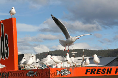 tasmanien_fish-chips