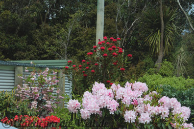 Neuseeland_Suedinsel_rata-cottage_3