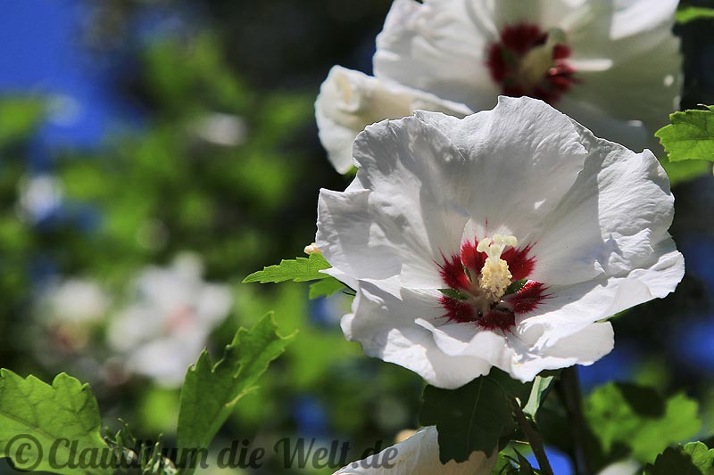 Historic Gardens Anapolis