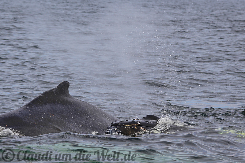Whale watching in Nova Scotia