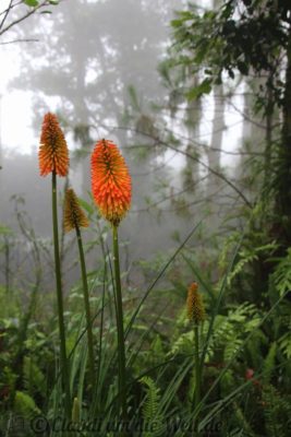 El Salvador Blumen im Nebelwald