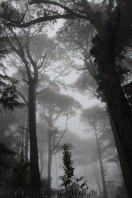 El Boqueron Nebelwald