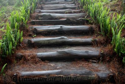 El Boqueron Nationalpark
