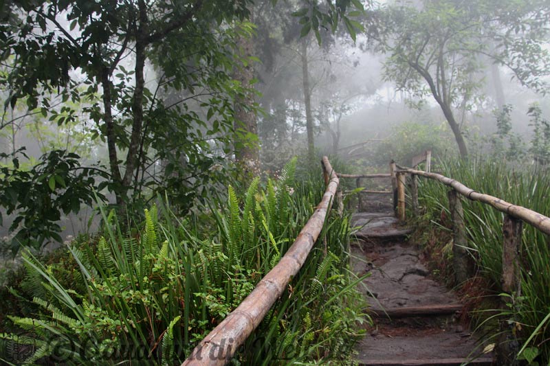 El Boqueron Nebelwald