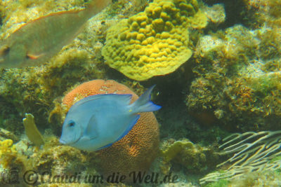 Schnorchelt auch vor Roatán: Doktorfisch